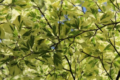 Fagus sylvatica 'Albovariegata' - buk lesní - jarní listy (4)